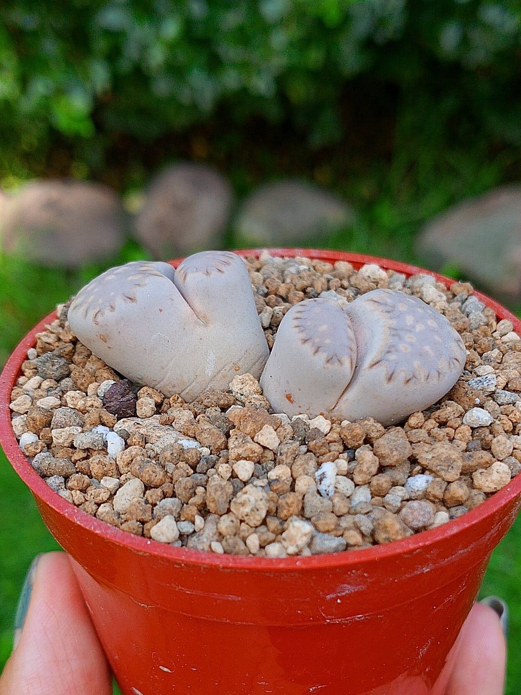 Lithops Julii | 2 cabezas