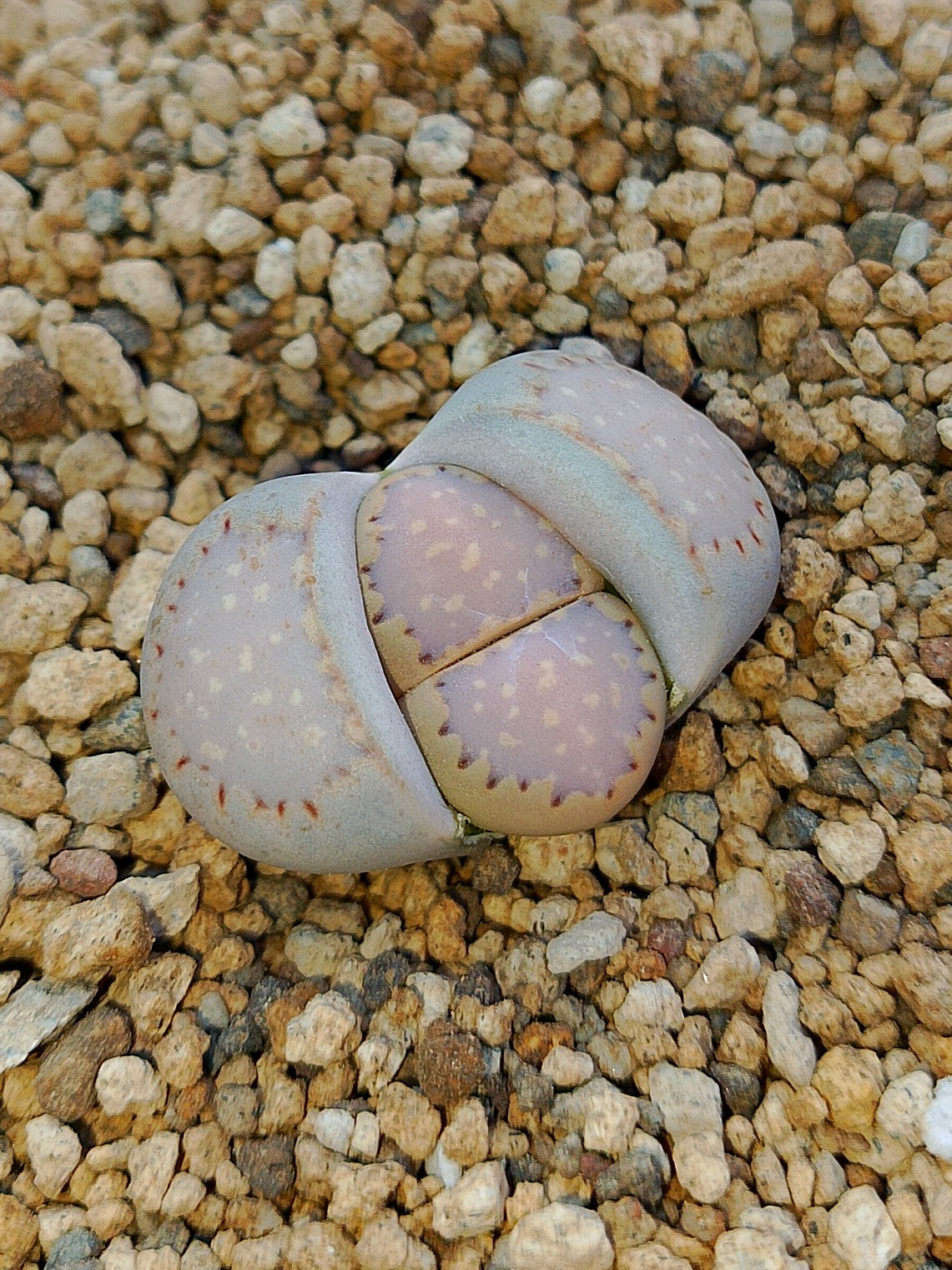 C171 	Lithops julii ssp. fulleri v. fulleri