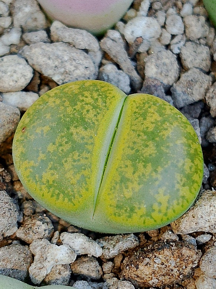 C036B 	Lithops lesliei ssp. lesliei v. lesliei 'Storms’s Albinigold'