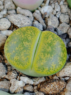 C036B 	Lithops lesliei ssp. lesliei v. lesliei 'Storms’s Albinigold'