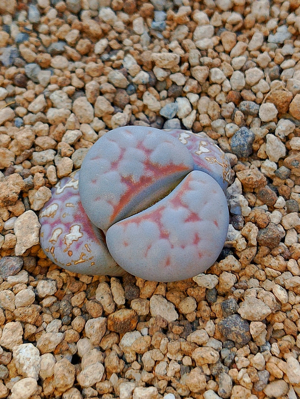 Lithops karasmontana var. aiaisensis 'Orange top'