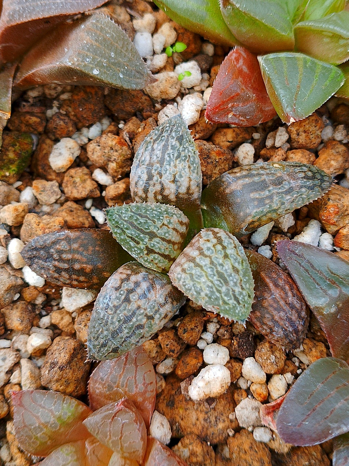 Haworthia RG N | maceta 2"