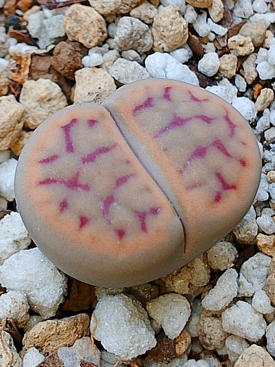 C299 	Lithops schwantesii ssp. schwantesii v. marthae