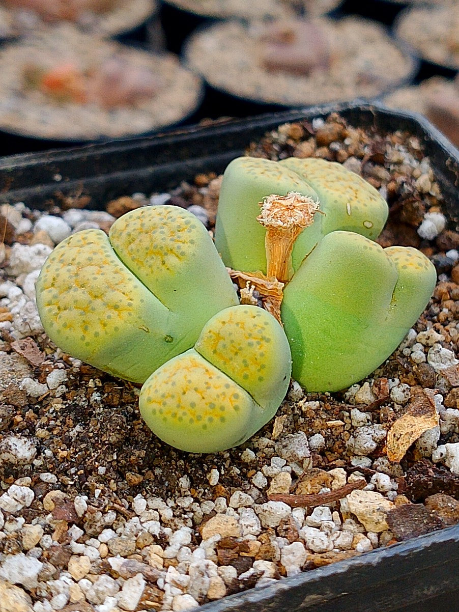 Lithops Fulviceps var aurea