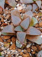 Haworthia RG K | maceta 3"