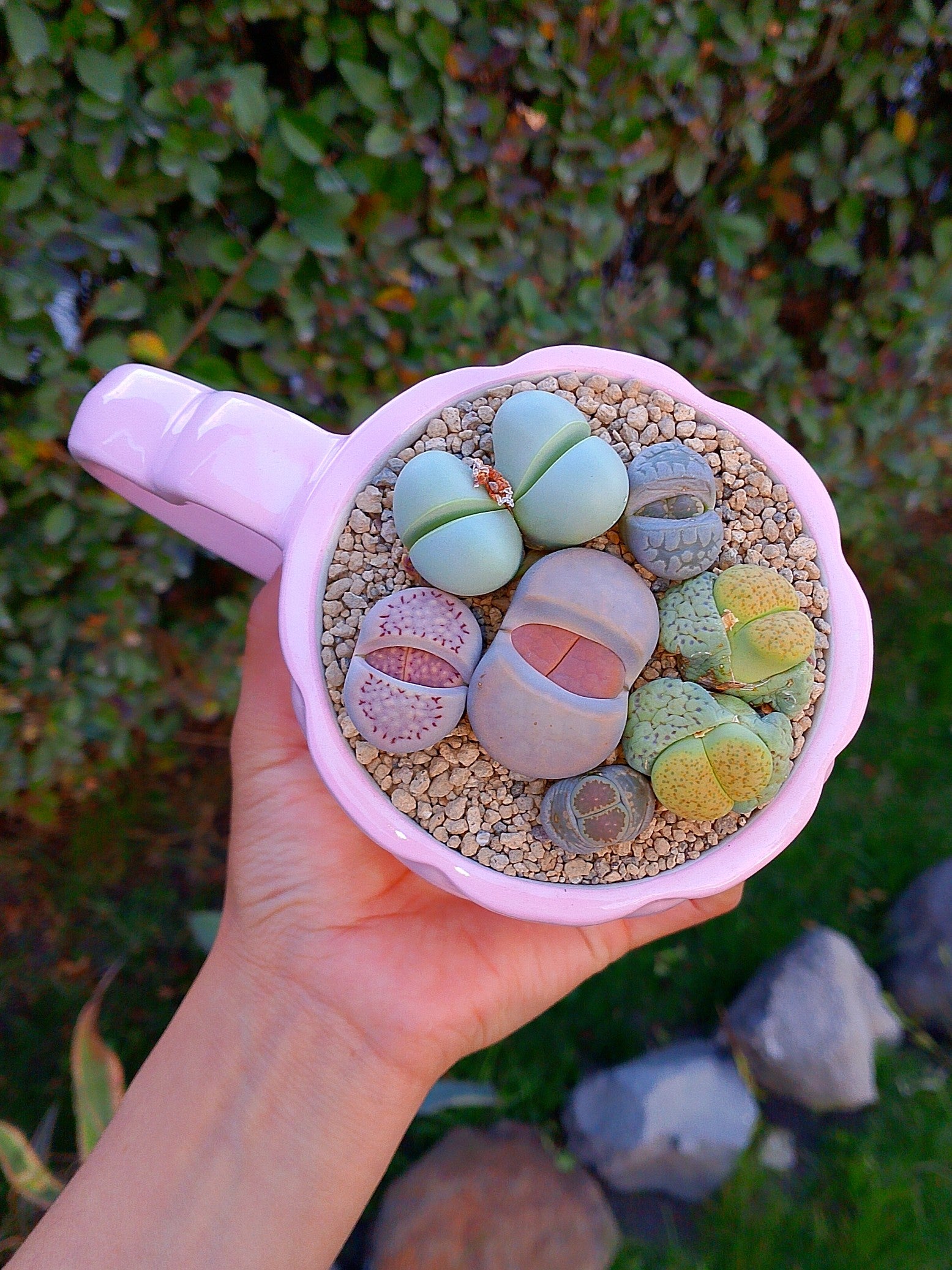 Paquete Africanas premium - Taza corazón A