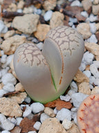 C252 	Lithops marmorata v. elisae