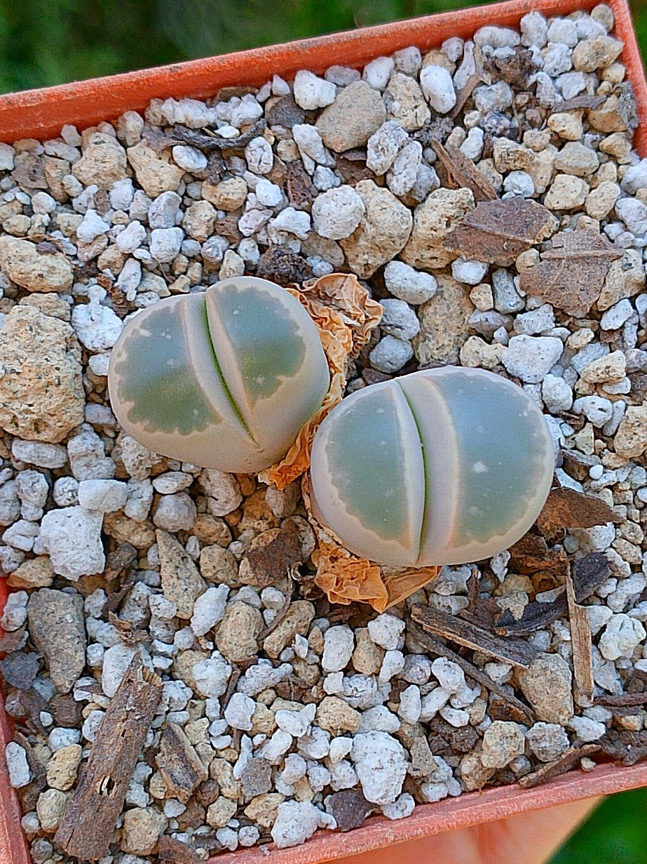 Lithops Olivacea  | 2 cabezas
