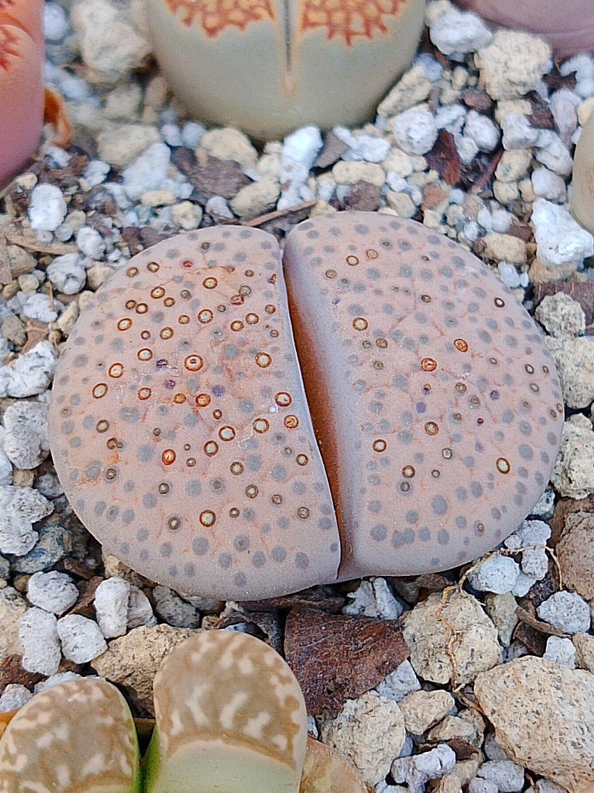 CL004 Lithops Fulviceps