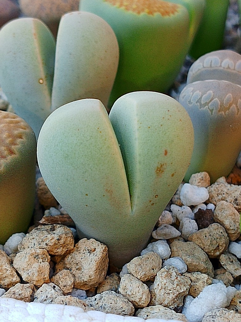 Dinterantus Puberulus
