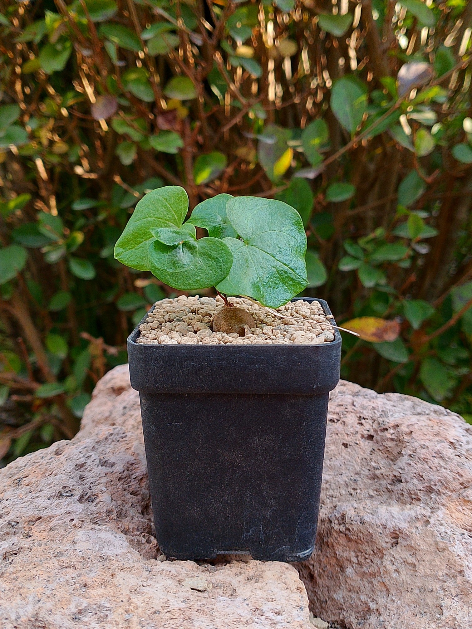 Dioscorea Elephantipens Chica