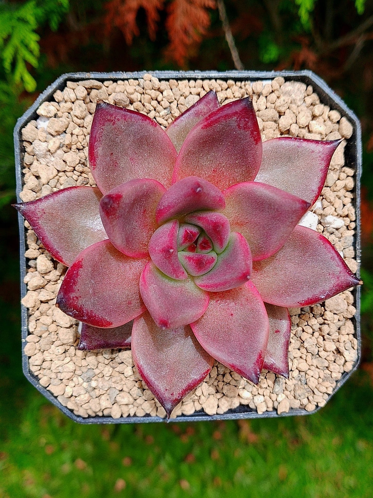 Echeveria Agavoides Taurus | maceta 4"