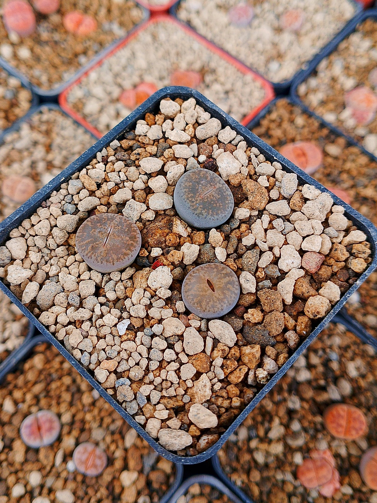 Paquete lithops Mix X | 1 año de edad