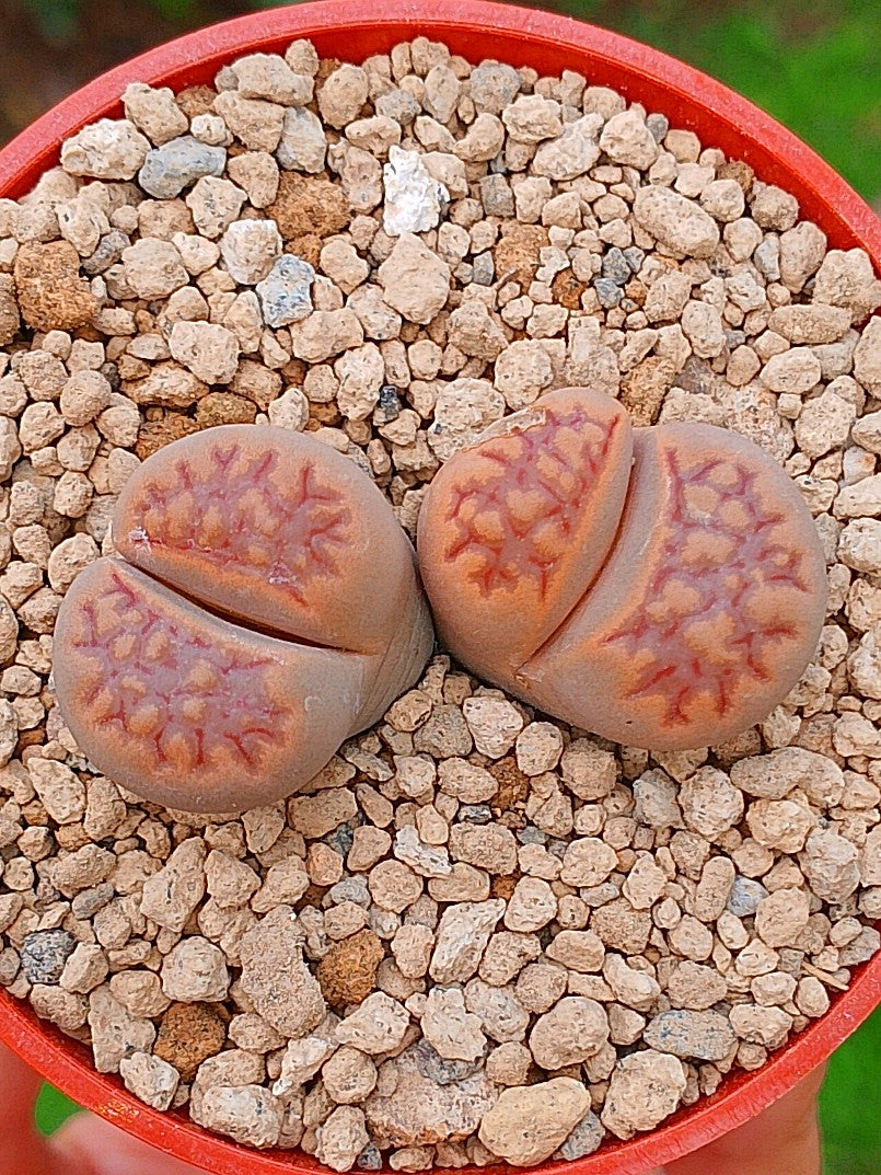 Lithops Hallii | 2 cabezas