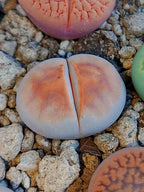 Lithops karasmontana 'Orange Ice'
