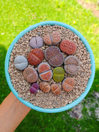 Paquete lithops Mix - circular A