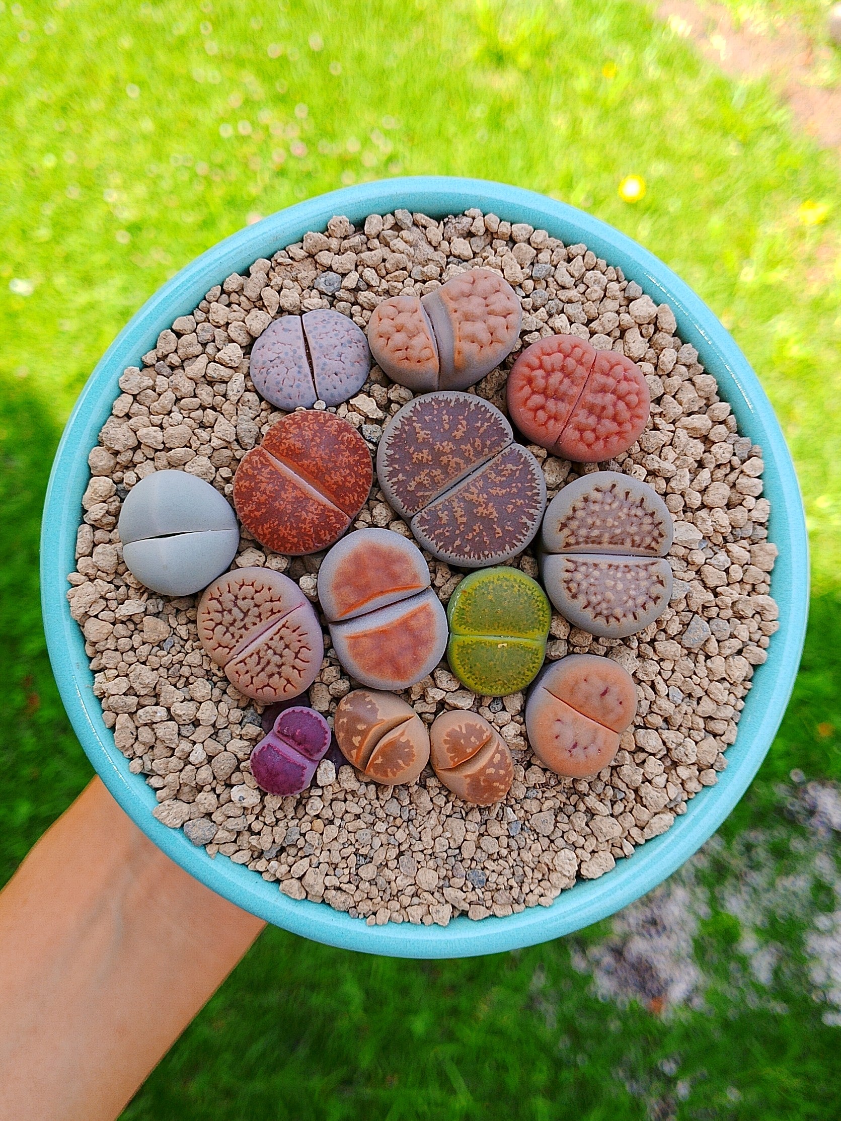 Paquete lithops Mix - circular A