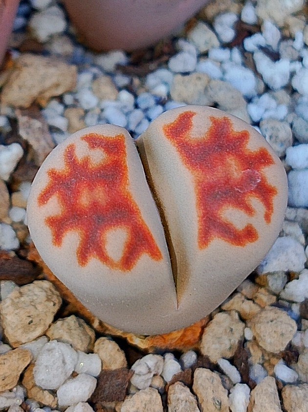 Lithops Karasmontana 'Top Red'