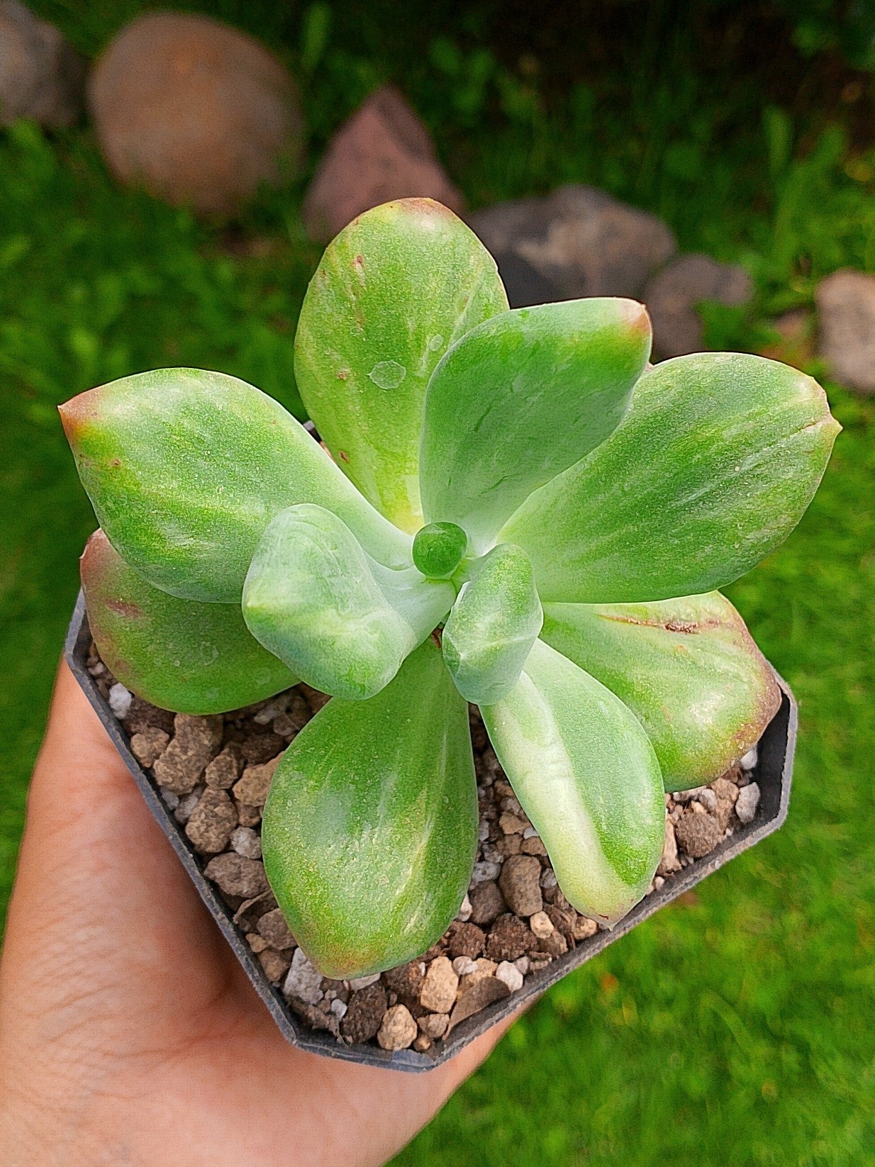 Pachyphytum Fit cowie variegado