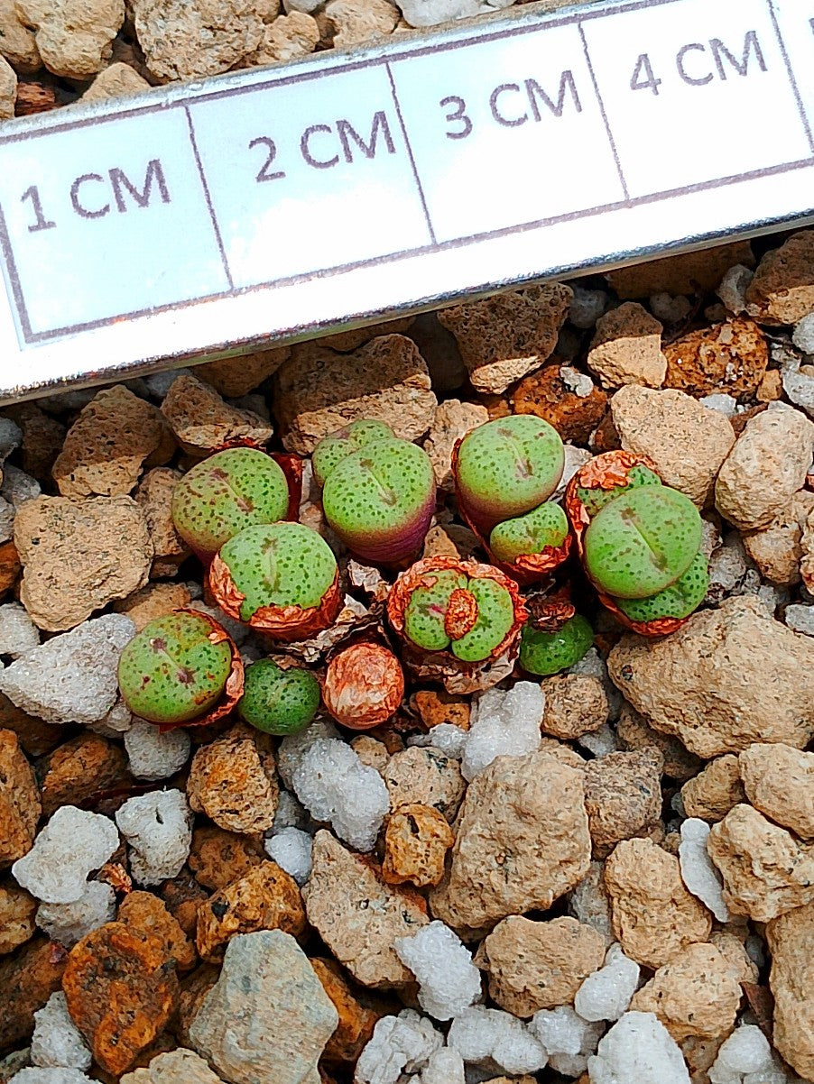 Conophytum h. Minutum