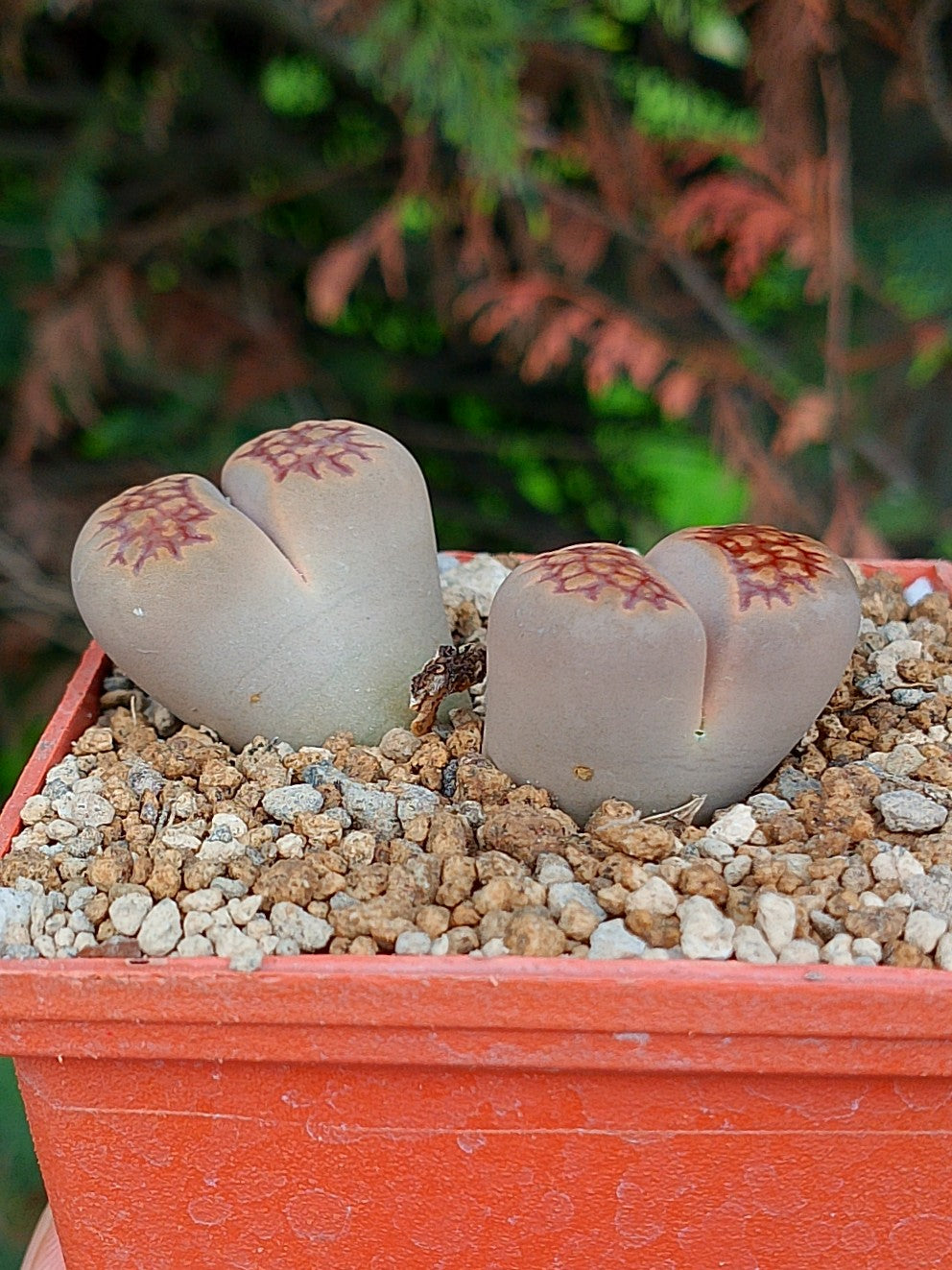 Lithops Hallii  | 2 cabezas