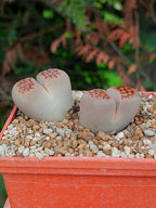 Lithops Hallii  | 2 cabezas