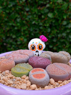 Paquete lithops Mix - Caldero Catrina