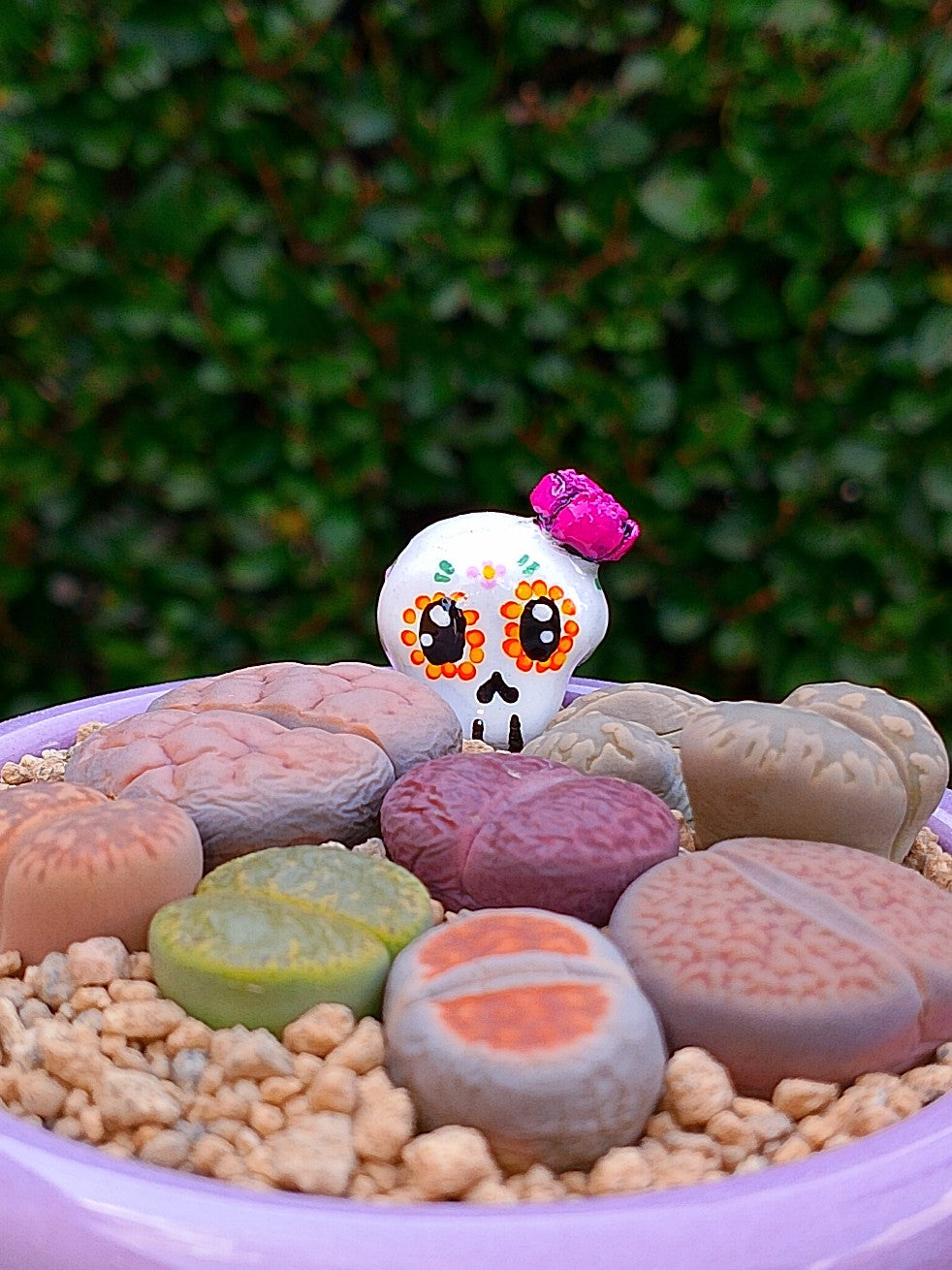 Paquete lithops Mix - Caldero Catrina