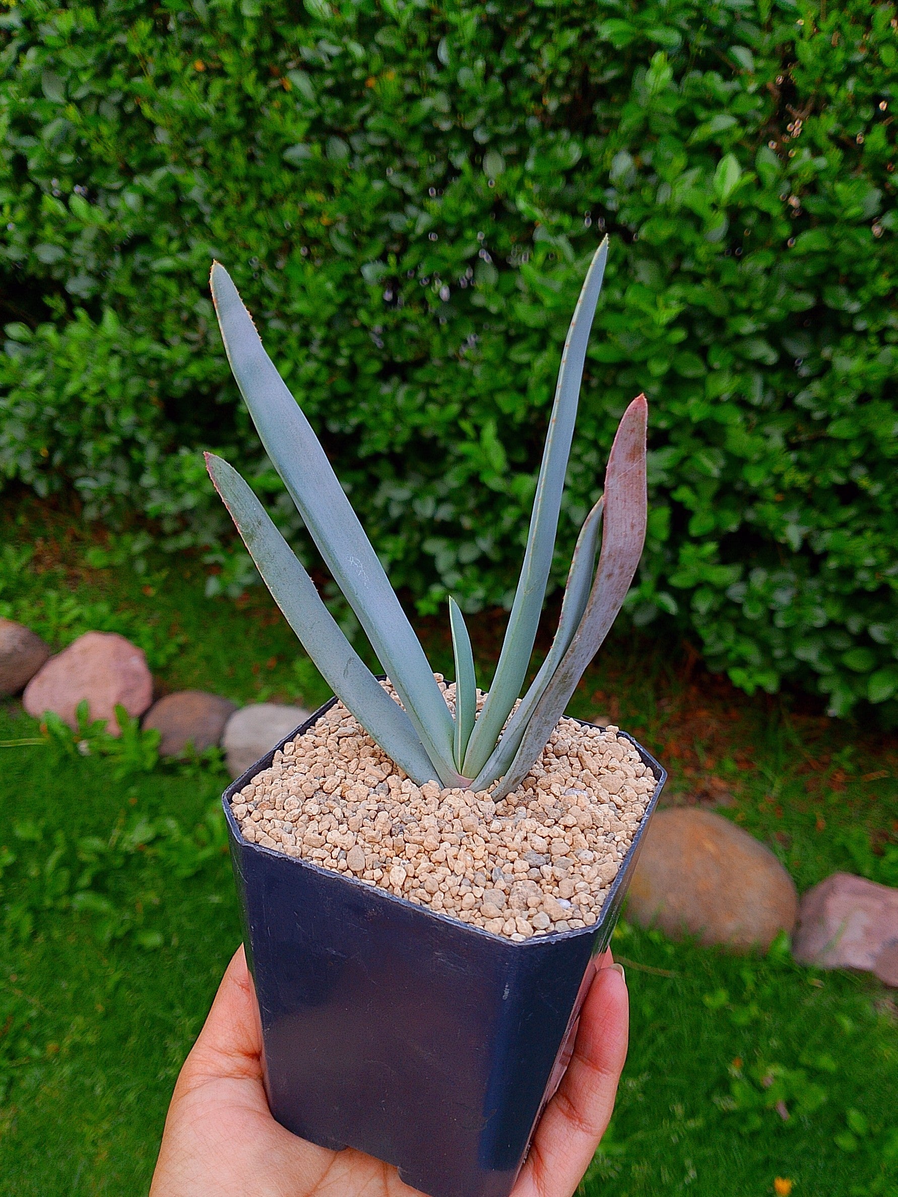Áloe plicatilis