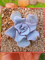 Echeveria Crispate Beauty A | maceta 3"