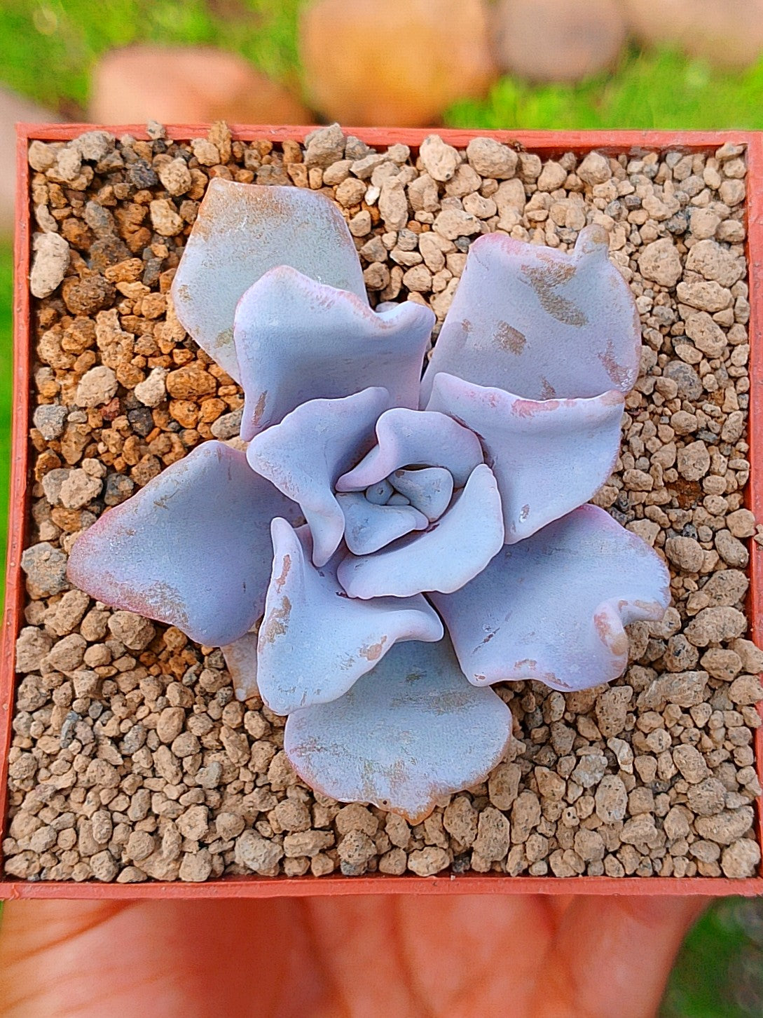 Echeveria Crispate Beauty A | maceta 3"