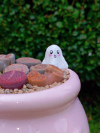 Paquete lithops Mix - Caldero fantasma