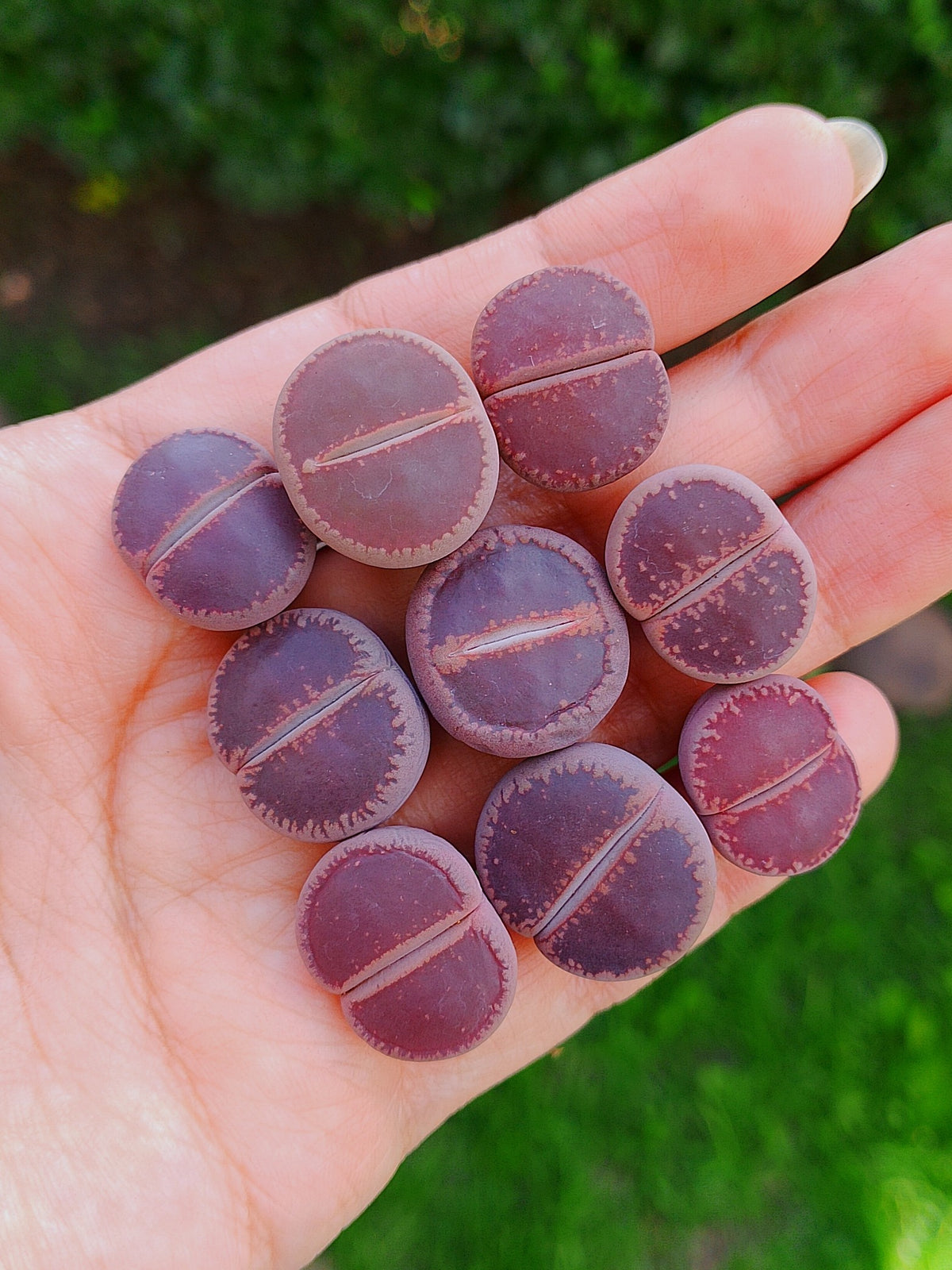 Lithops aucampiae 'Halo' (Antes Lithops Aucampiae 'KO' | 2 años