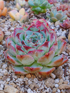 Echeveria Pomegranate C | maceta 3.5"