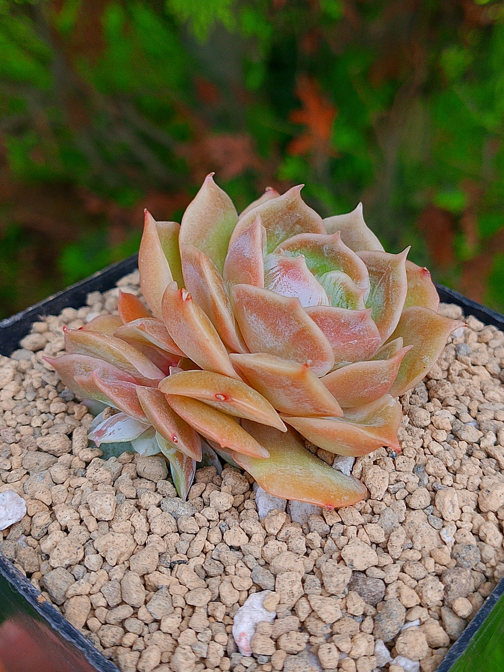 Echeveria Onslow | maceta 3"
