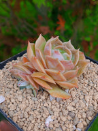 Echeveria Onslow | maceta 3"