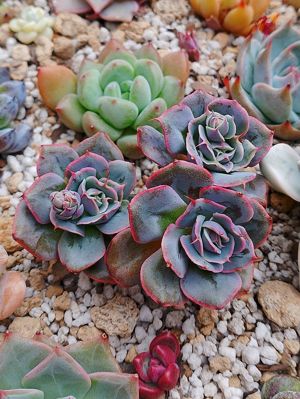 Echeveria Peach Wave | maceta 3.5"