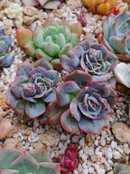 Echeveria Peach Wave | maceta 3.5"