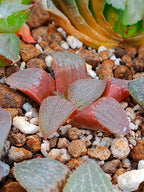 Haworthia RG M | maceta 2"