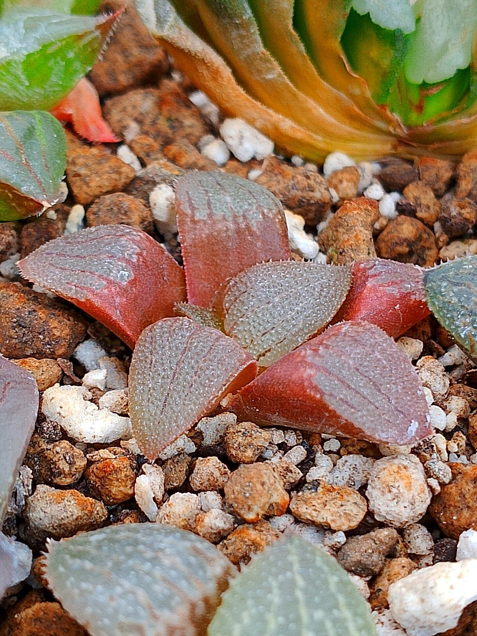 Haworthia RG M | maceta 2"