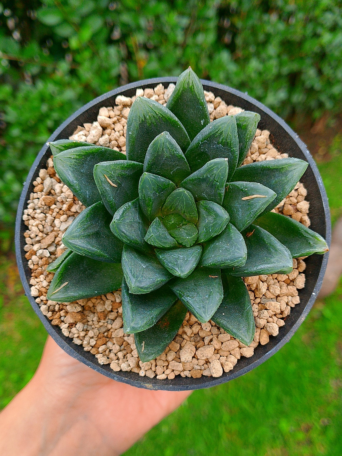 Haworthia RG S | maceta 4"