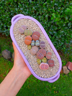 Paquete lithops Mix - Tina A