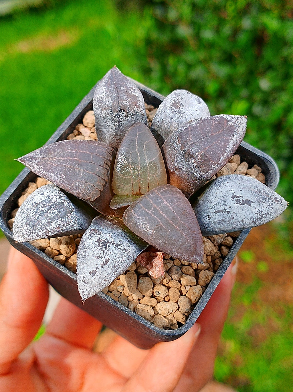 Haworthia RG R | maceta 2"