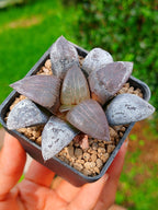 Haworthia RG R | maceta 2"