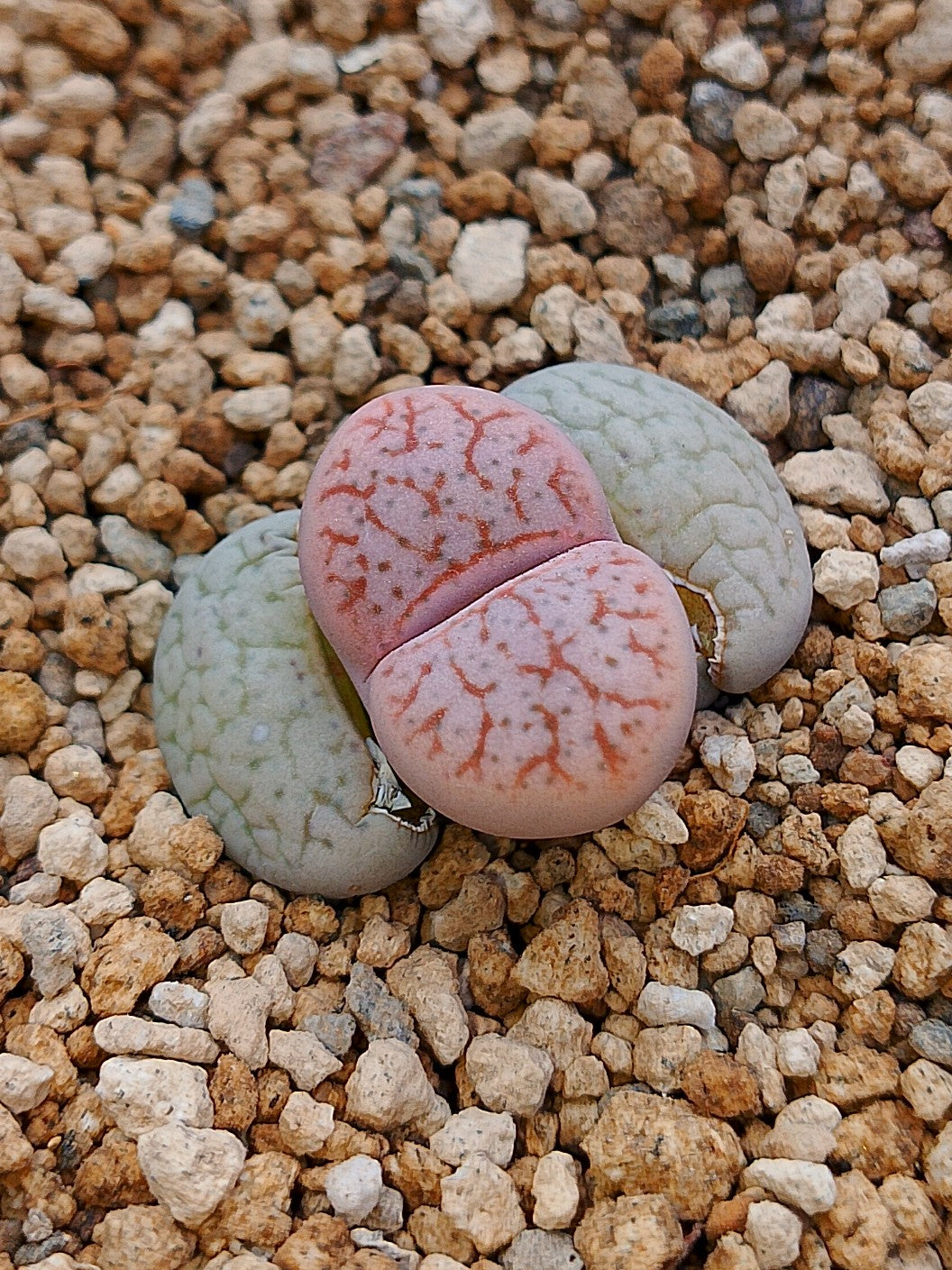 C070 	Lithops pseudotruncatella ssp. pseudotruncatella v. pseudotruncatella
