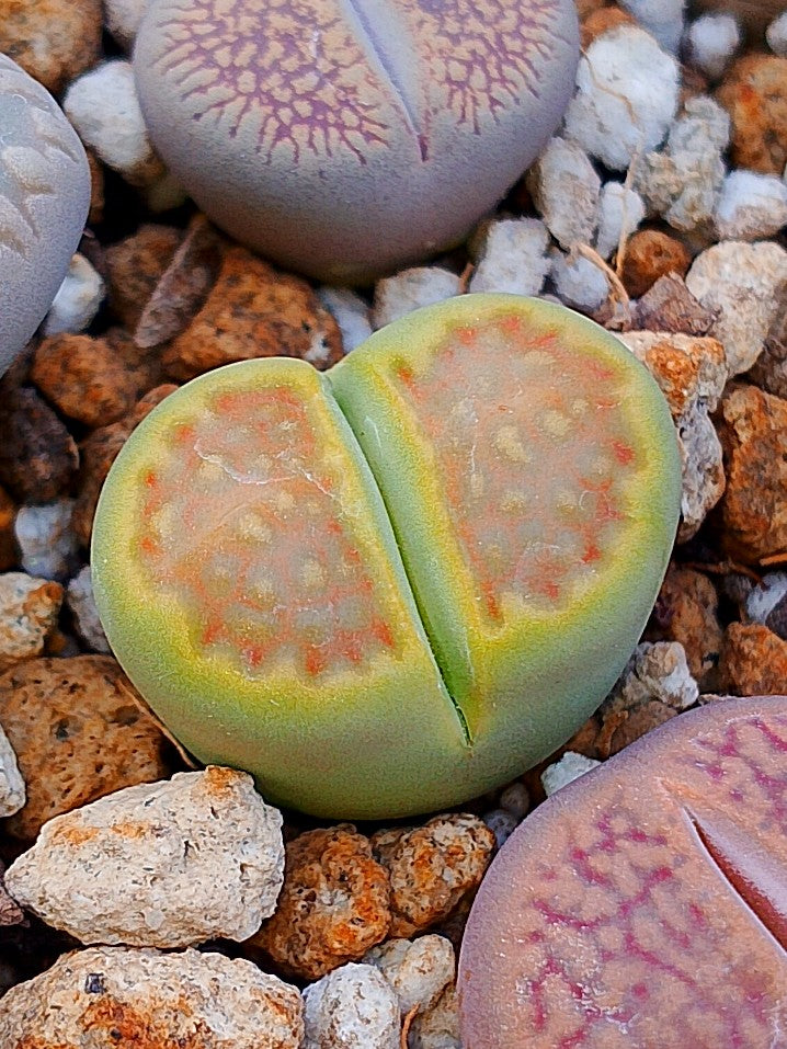 C111A Lithops hallii v. ochracea 'Green Soapstone' B