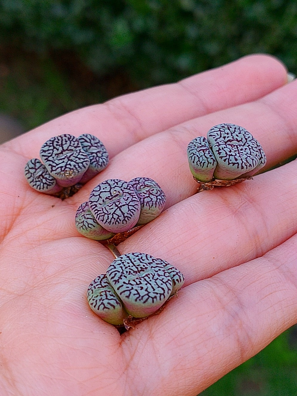 Conophytum wittebergense | maceta 2"