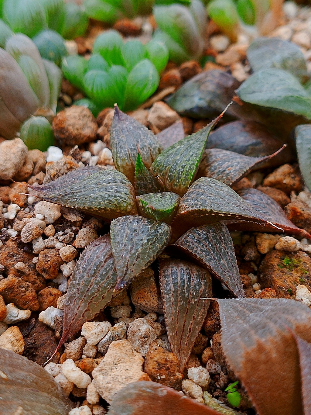 Haworthia RG D | maceta 3"