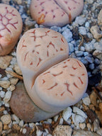 C401 	Lithops karasmontana ssp. eberlanzii
