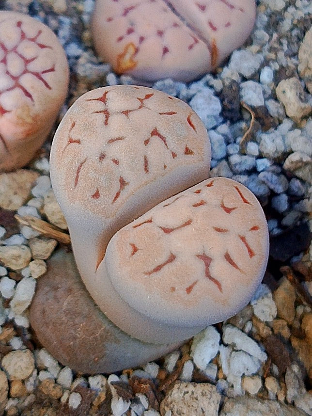 C401 	Lithops karasmontana ssp. eberlanzii